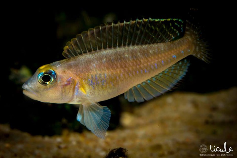Lamprologus sp. 'ornatipinnis zambia'